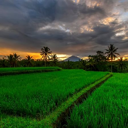Kawi Resort A Pramana Experience Тегаллаланг Экстерьер фото